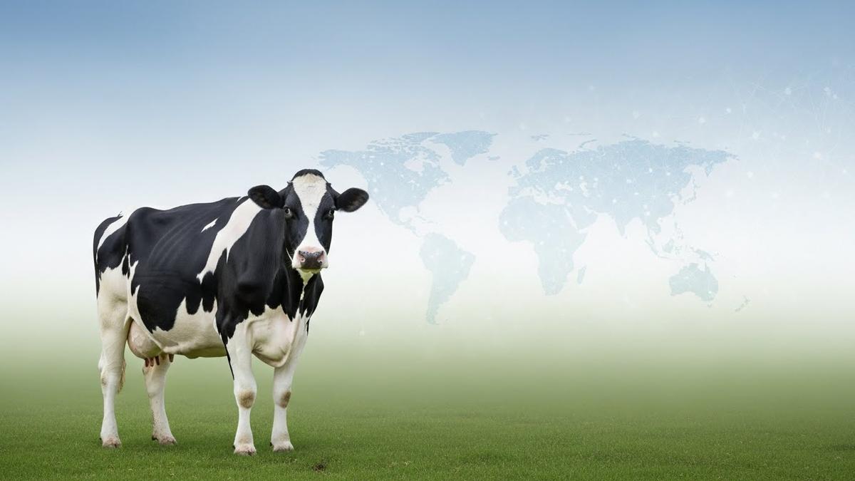 K-젖소 유전자원, 몽골 시장 진출 본격화