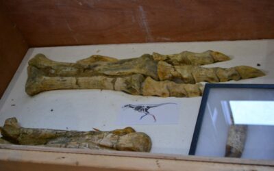 프랑스에서 불법 반출된 몽골 공룡 화석 29점 반환