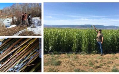 한-몽 그린벨트 사업단, 양버들 클론 17종 선발.. 몽골 묘목 생산 체계 구축 선도